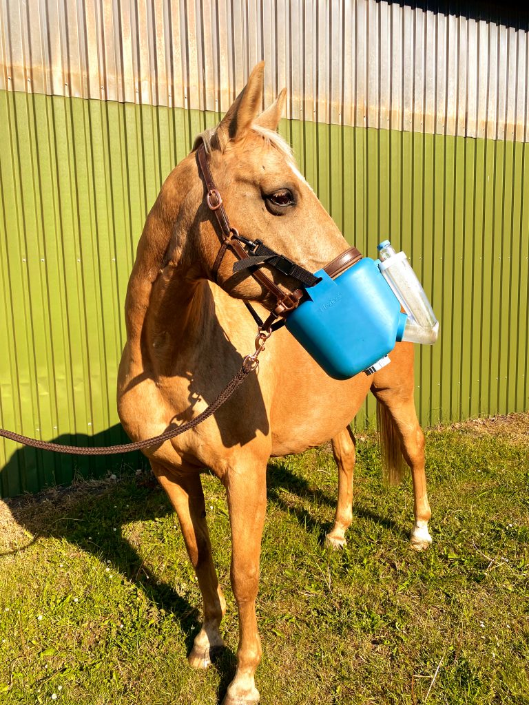 Pferd mit Flexineb