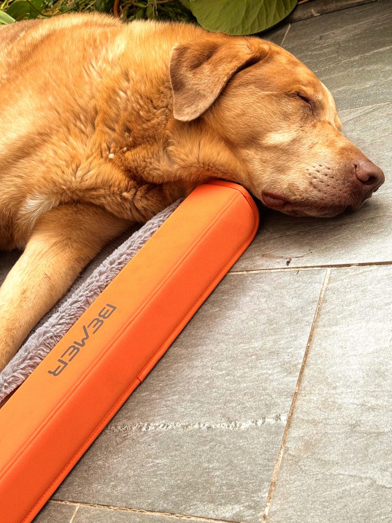 Hund auf der BEMER Dog-Line